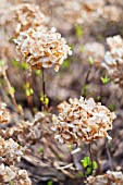 DRIED FLOWERHEADS OF HYDRANGEA MACROPHYLLA FRILLIBET