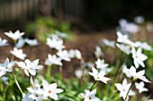 IPHEION UNIFLORUM