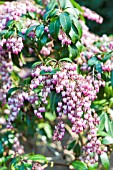 PIERIS JAPONICA KATSURA