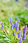 MUSCARI ARMENIACUM SAFFIER