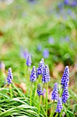 MUSCARI ARMENIACUM SAFFIER