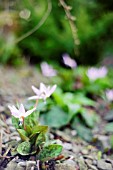 ERYTHRONIUM DENS-CANIS PINK PERFECTION