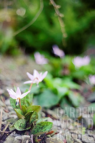 ERYTHRONIUM_DENSCANIS_PINK_PERFECTION