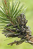 NEODIPRION SERTIFER; PINE SAWFLY LARVAE