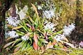 YPSILANDRA THIBETICA