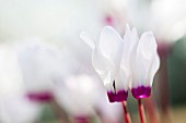 CYCLAMEN PERSICUM