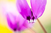 CYCLAMEN PSEUDIBERICUM