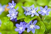 BLUE HEPATICA FLOWERS