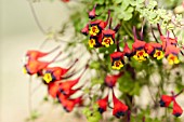 TROPAEOLUM TRICOLOR