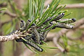 NEODIPRION SERTIFER; PINE SAWFLY LARVAE