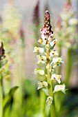 LACHENALIA PALLIDA