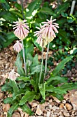 VELTHEIMIA BRACTEATA