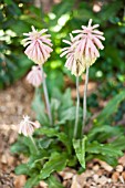 VELTHEIMIA BRACTEATA