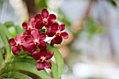 RED VANDA ORCHID