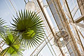 FAN PALM LEAF AGAINST A GREENHOUSE ROOF