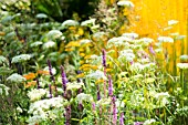 MYRRHIS ODORATA, ACHILLEA AND SALVIA IN A COTTAGE GARDEN MIX