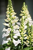 WHITE DIGITALIS