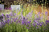 HERB PLANTING WITH LAVENDER