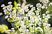 WHITE ASTRANTIA