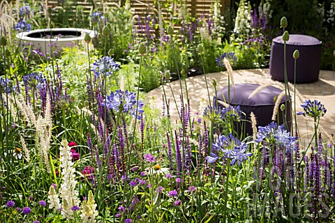 AGAPANTHUS_ALLIUMS_SALVIA_AND_LUPINS