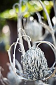 METAL SEA HOLLY SCULTURE DETAIL