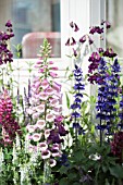 FOXGLOVE, PENSTEMONS, LUPINS AND SALVIA