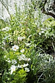 WHITE COSMOS BLOOMS IN A GARDEN