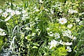 WHITE COSMOS BLOOMS IN A GARDEN