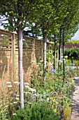 BORDER PLANTING WITH TREES