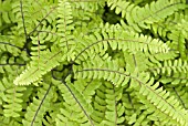 ADIANTUM PEDATUM; EASTERN MAIDENHAIR FERN