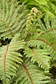 POLYSTICHUM POLYBLEPHANUM; GOLDEN TASSLE FERN