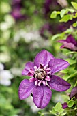 CLEMATIS FLORIDA ‘CASSIS’