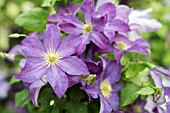 CLEMATIS ‘BONANZA’