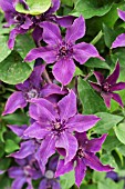 CLEMATIS ‘GUIDING PROMISE’