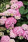 HYDRANGEA MACROPHYLLA SWEET FANTASY