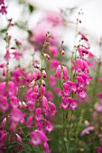 PENSTEMON THREAVE PINK