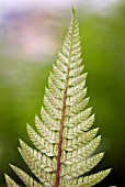 POLYSTICHUM NEOLABATUM; BACK OF FERN FROND