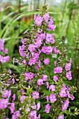 PHLOX MACULATA ALPHA