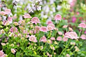 ASTRANTIA MAXIMA