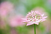 ASTRANTIA MAXIMA