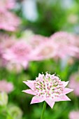 ASTRANTIA MAXIMA