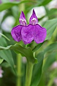 ROSCOEA AURICULATA FLORIADE