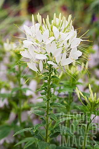CLEOME_SPINOSA_COLOUR_FOUNTAINS