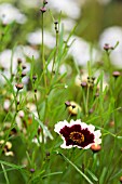 COREOPSIS ‘JIVE