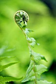 DRYOPTERIS TOKYOENSIS FERN