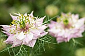 NIGELLA DAMASCENA