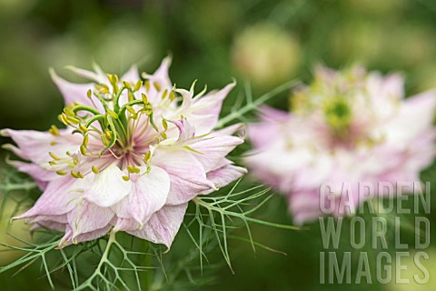 NIGELLA_DAMASCENA