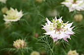 NIGELLA DAMASCENA