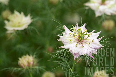 NIGELLA_DAMASCENA