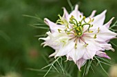 NIGELLA DAMASCENA